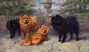 Fire Champion Chow-Chows eid av Mrs Scaramanga